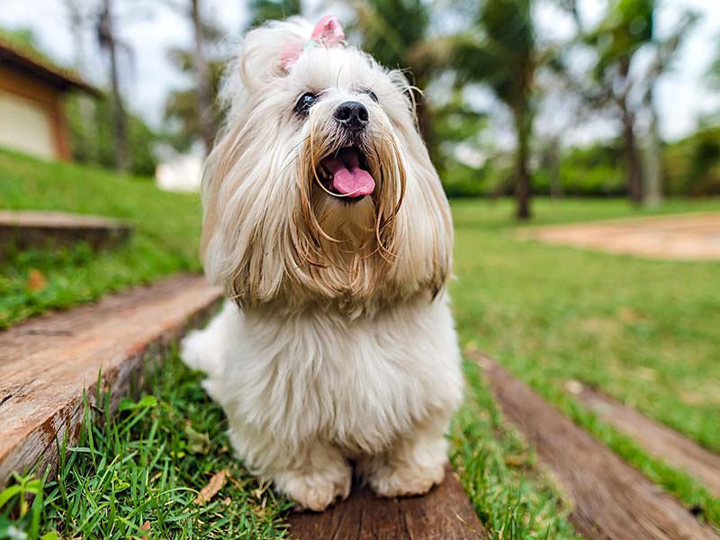 10 things about lhasa Apso | Lhasa apso dog breed information 